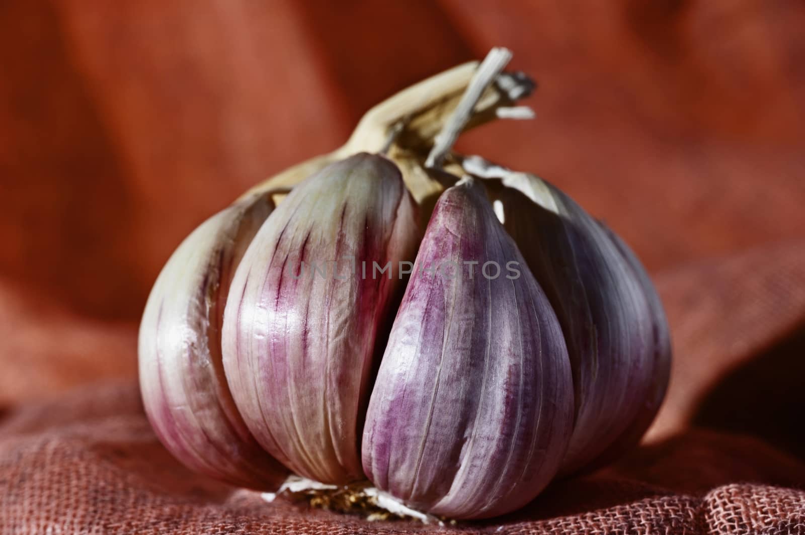 Beautiful garlic bulb on orange background , cloves from white to purple ,