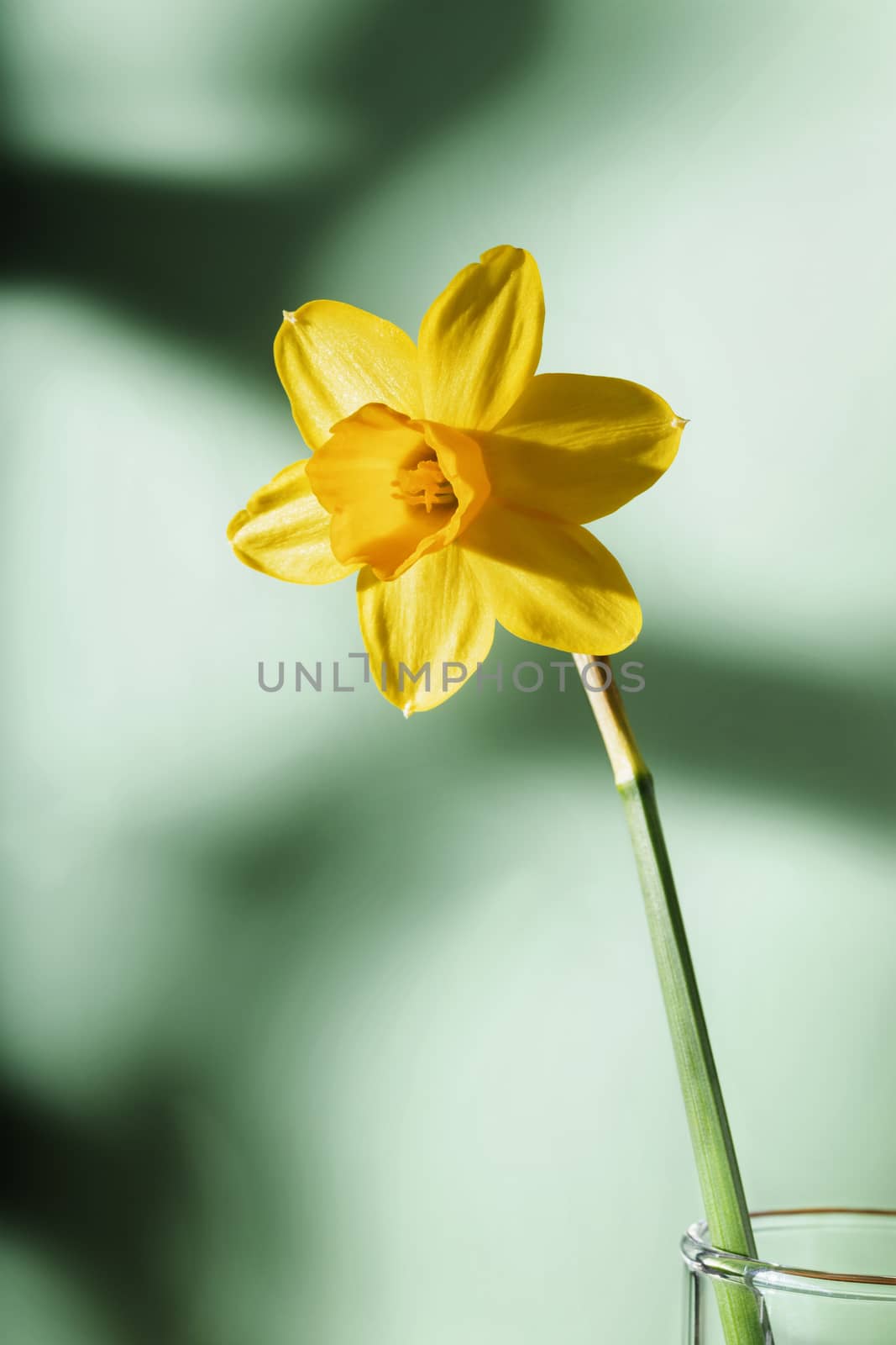 Close up of yellow narcissus - daffodil on glass vase,colored  background with shadows ,  beautiful corona with tepals , macrophotography