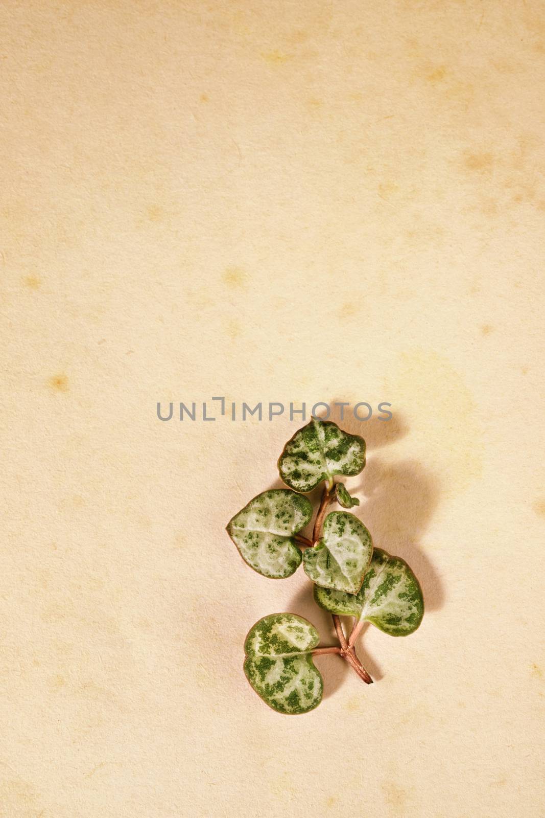 Fresh  twig of ceropegia plant on old and stained paper  , beautiful green and purple leaves  shaped like hearts make shadows on background