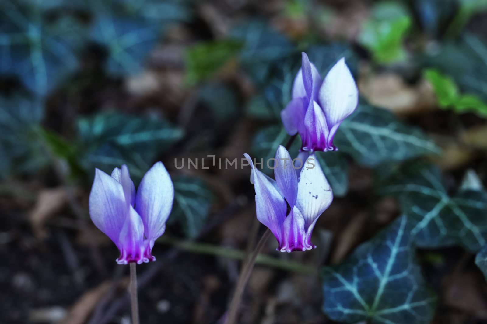 Cyclamen flowers between green  leaves , wild cyclamen ,macro photography