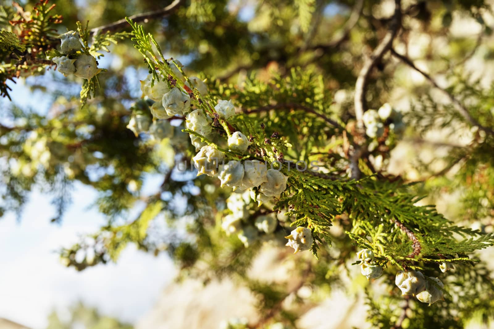 Beautiful branch of juniper tree with green seeds against blue sky ,