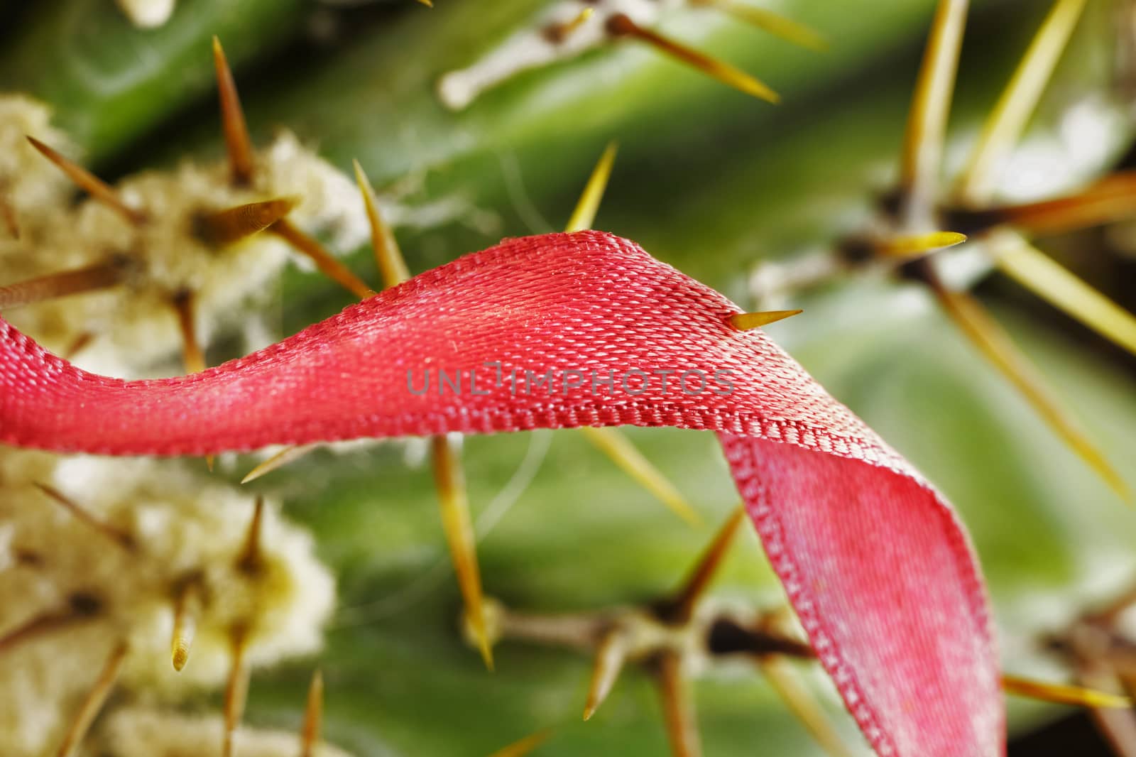 Beautiful red ribbon stuck in a long yellow plant thorn , it’s a succulent plant , 