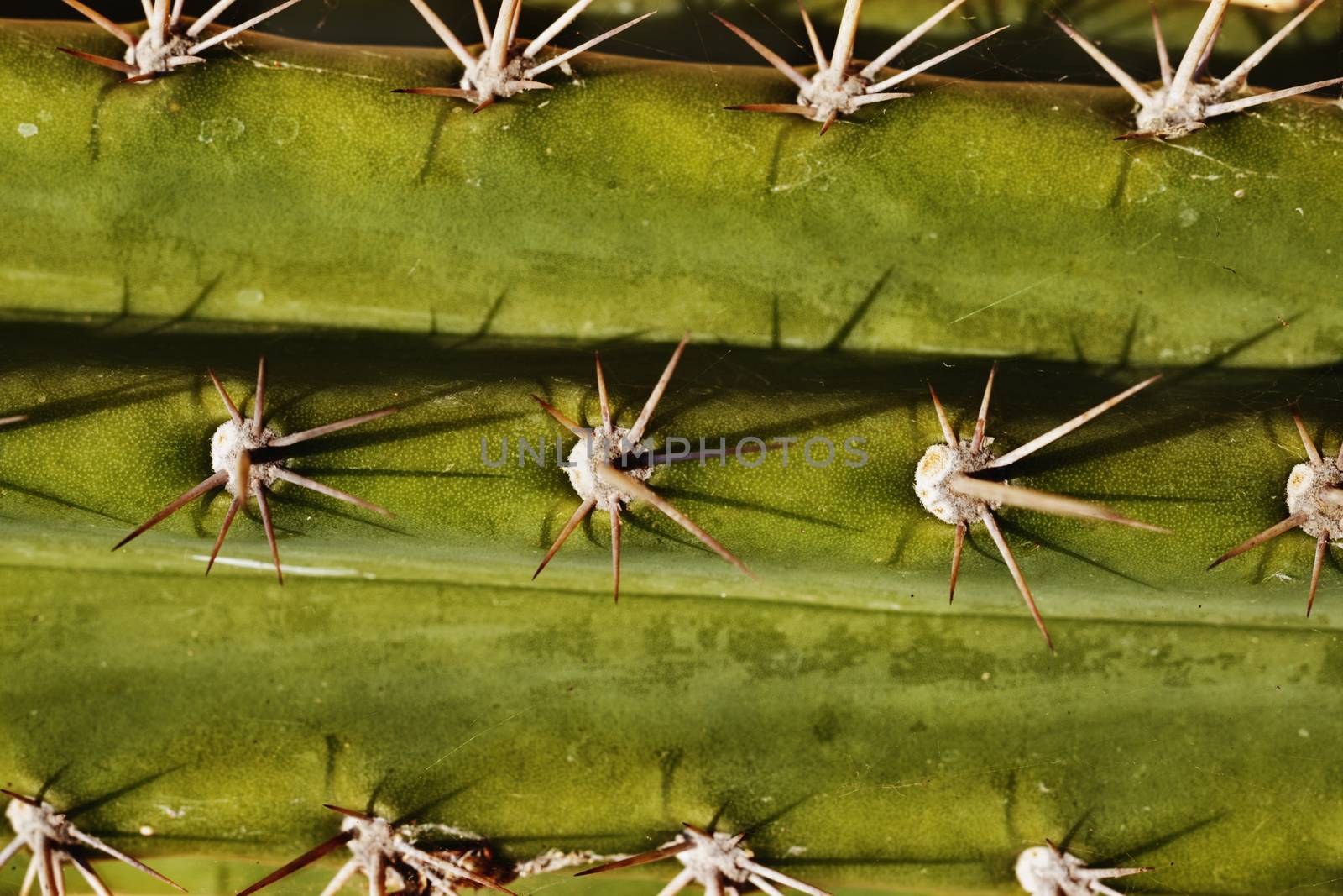  succulent plant -cereus-close up, areroles and spines details, beautiful spines shadows