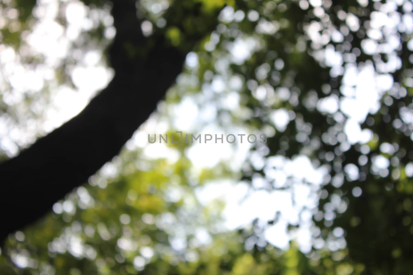 natural flora with bokeh background