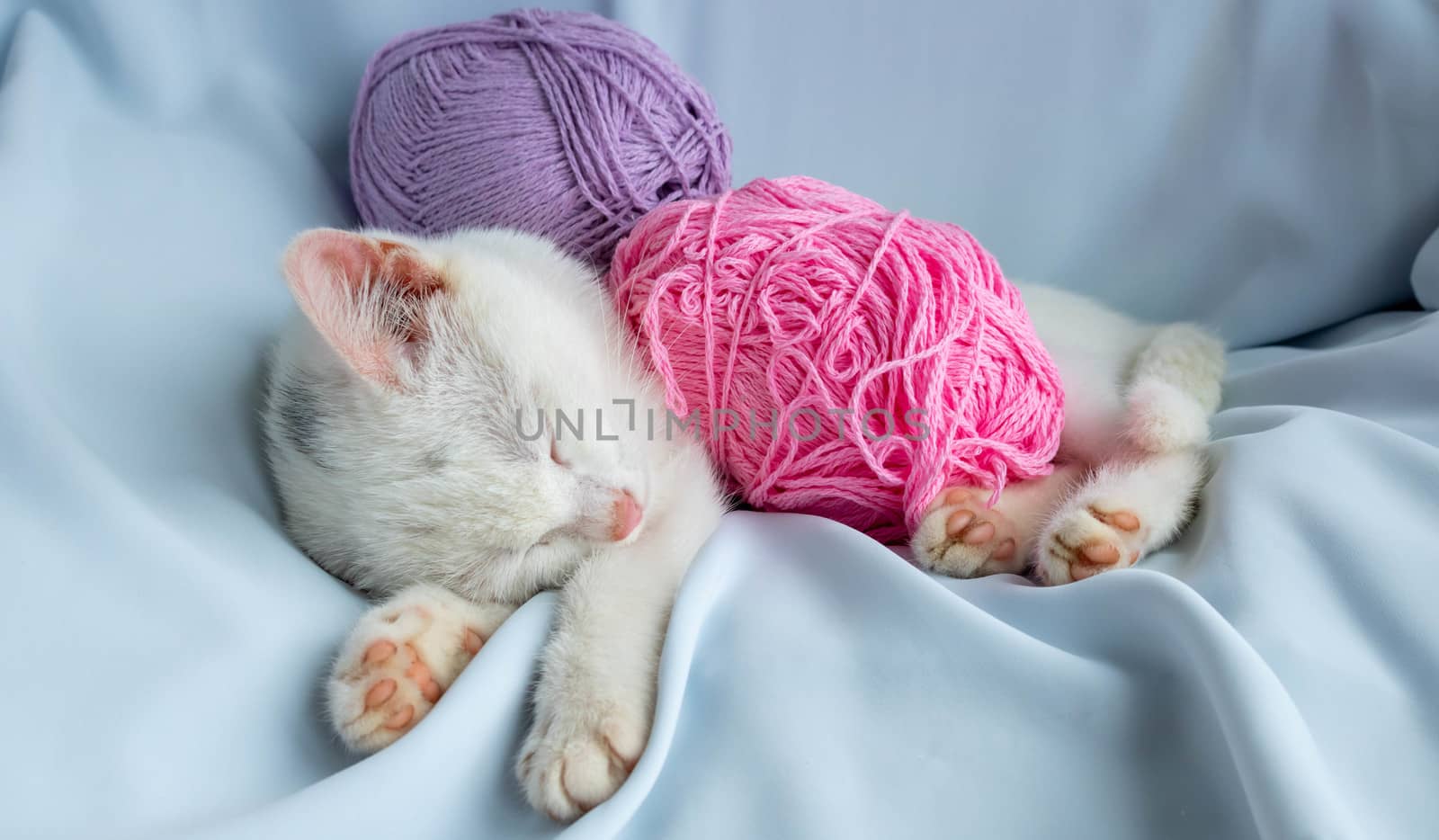 A small white kitten sleeps with a ball of lilac thread. The kitten played and fell asleep by lapushka62