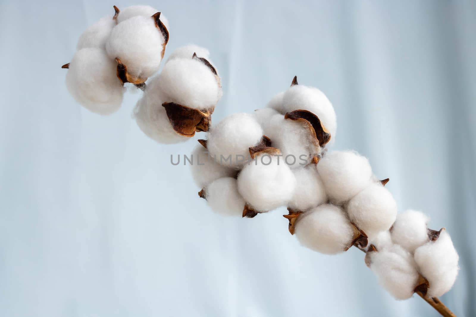 A sprig of cotton on a soft blue fabric by lapushka62