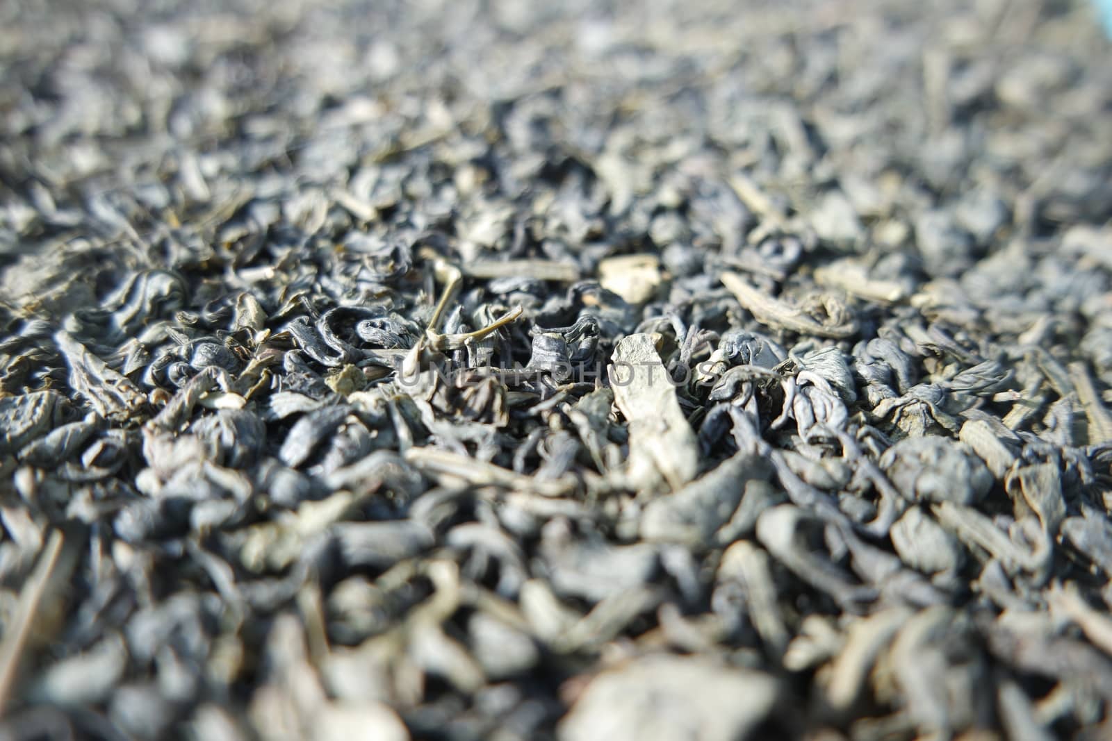 Close-up view of green tea dried leaves. Green tea or stevia rebaudiana leaves are of great medical importance for health.