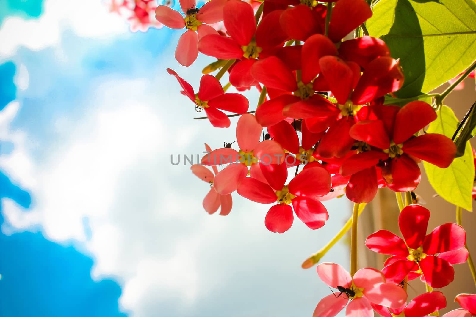 red flower hanging with sky background