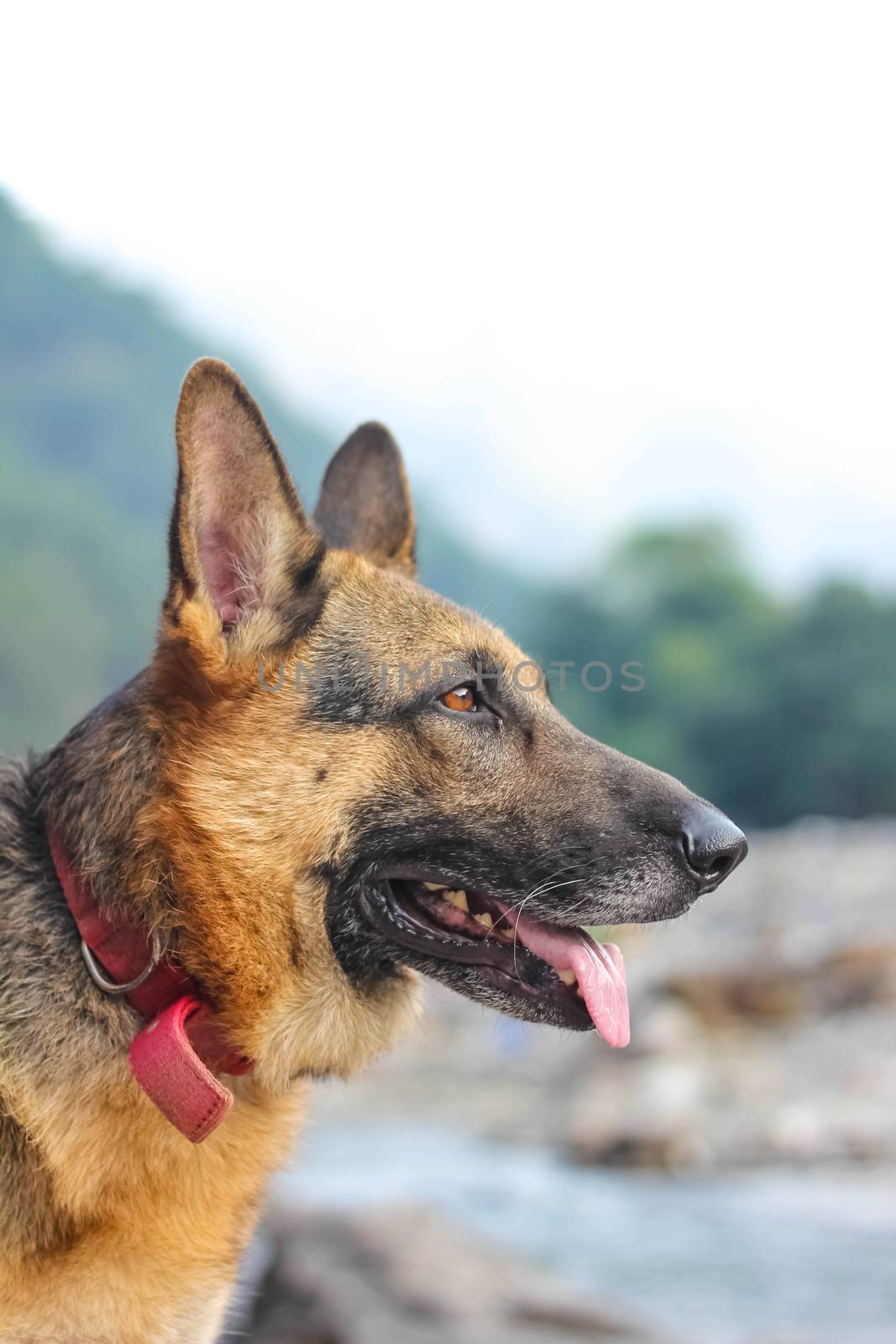 portrait of serious german shepherd and staring to someone