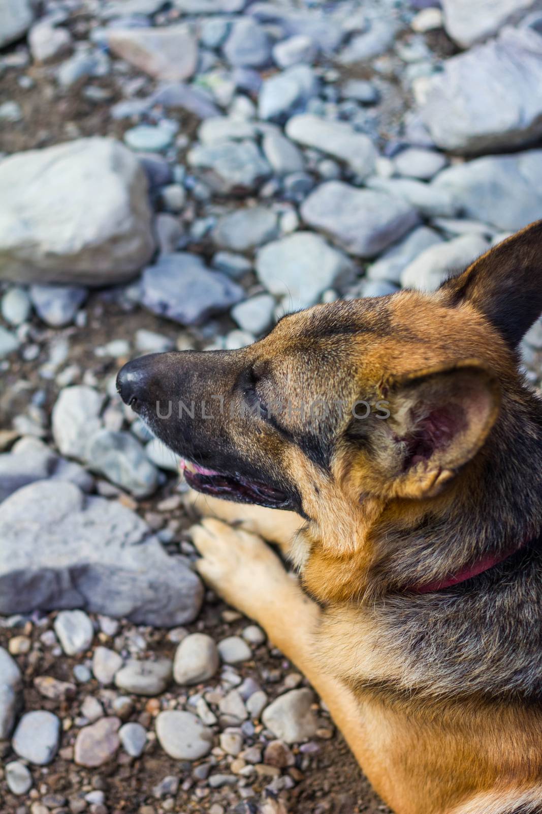 cute german shepherd sitting on the pebble road