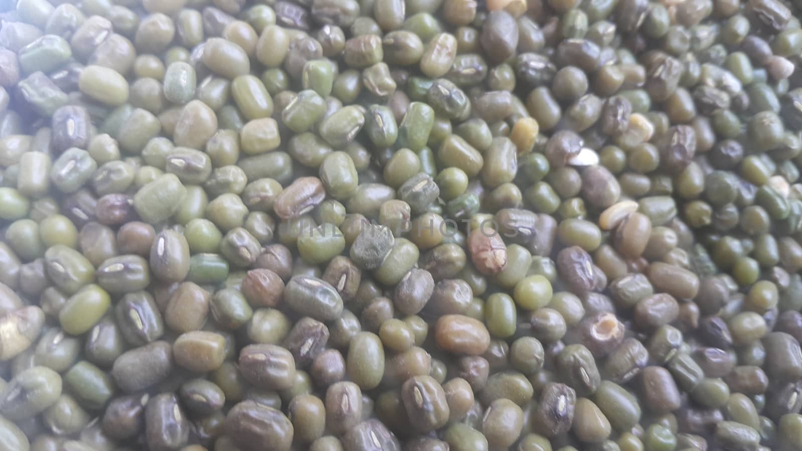 Closeup view of green whole Mung bean or green gram, maash, or moong. It is used as an ingredient in both savory and sweet dishes.