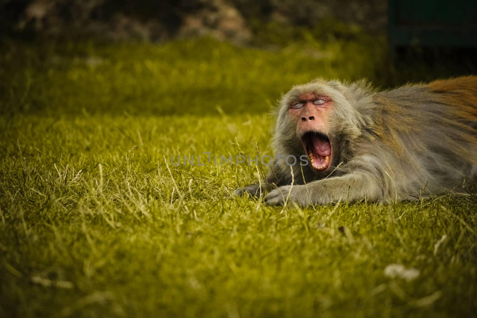 Close-up of a cute monkey lying on the grass for relaxing, vintage retro effect 
