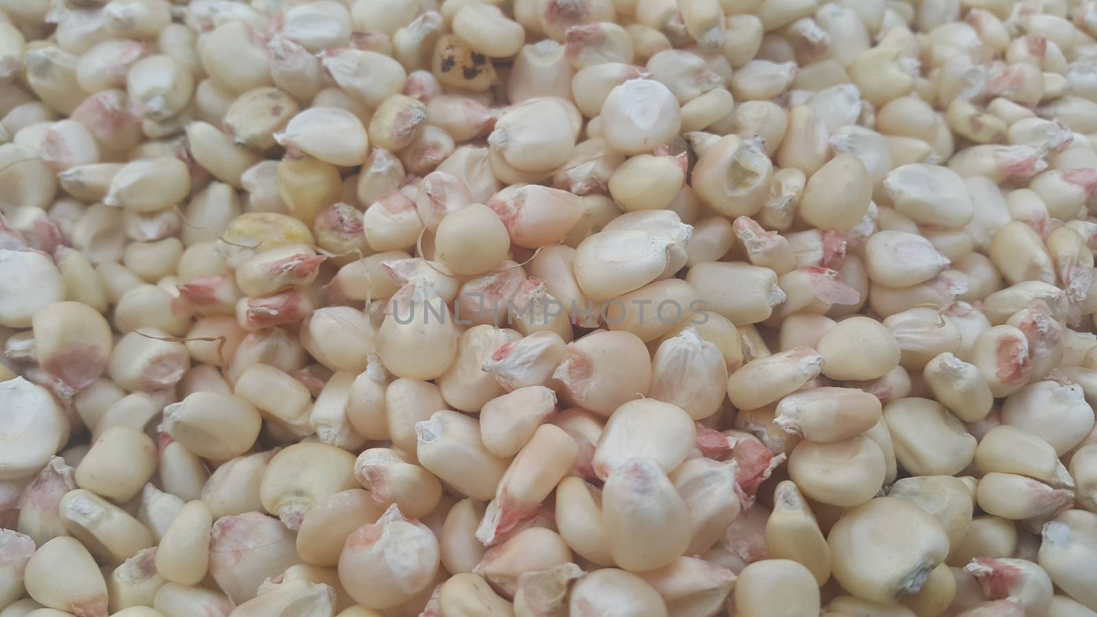 Closeup selectively focues view of jowar (Sorghum) arrange as background. Food background for text and advertisements