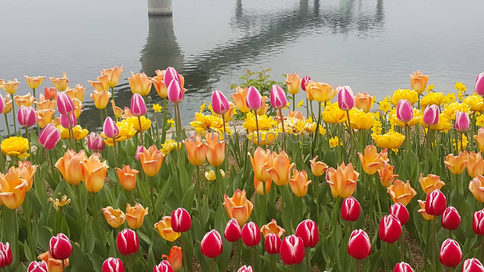 Colorful flowers planted on a beach of sea with beautiful view of buildings and mountains