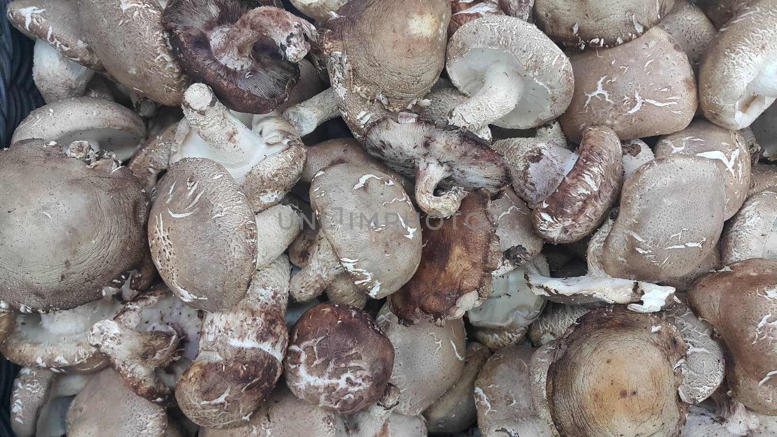 Closeup view of big pile of fresh harvested mushrooms. Food background of mushrooms in market for sale. A Vegetables background