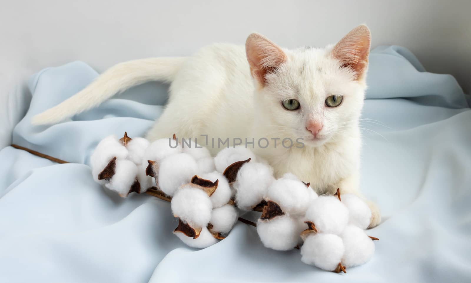 Cute white kitten lies near a sprig of cotton on blue silk by lapushka62
