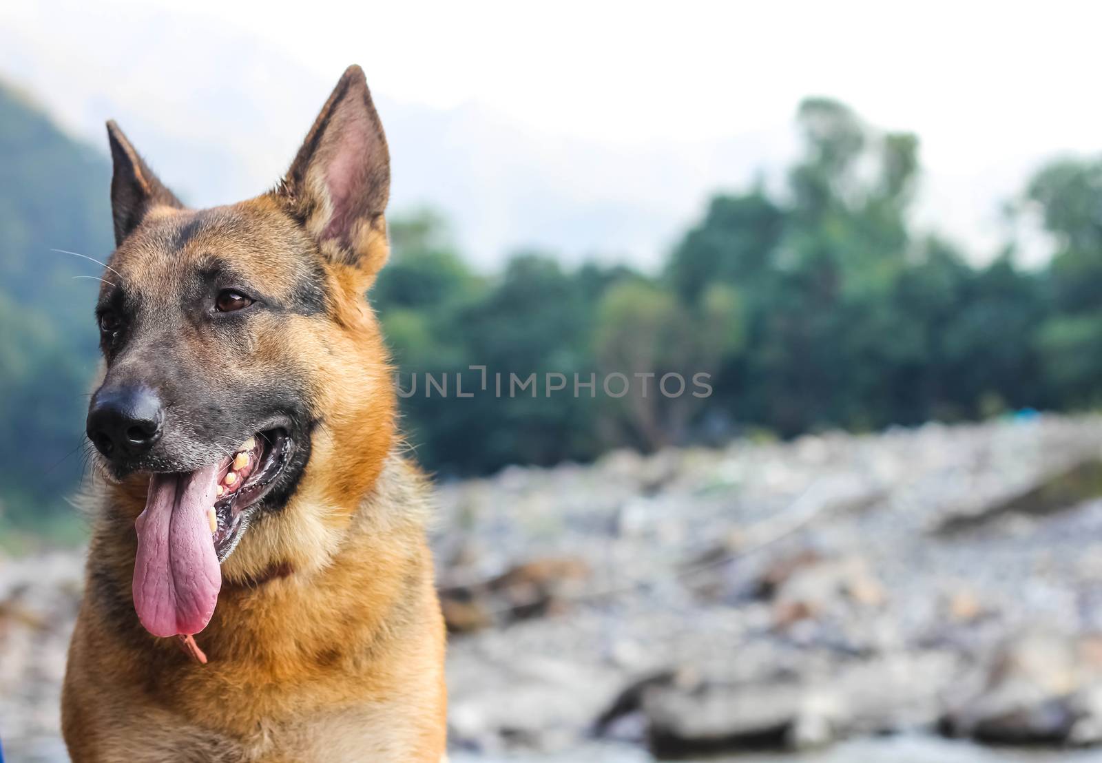 Cute german shepherd dog making puppy face and looking at somewhere standing in front of the sea