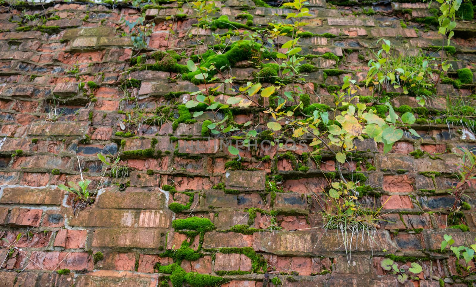The old ruined brick wall is overgrown with moss and trees.