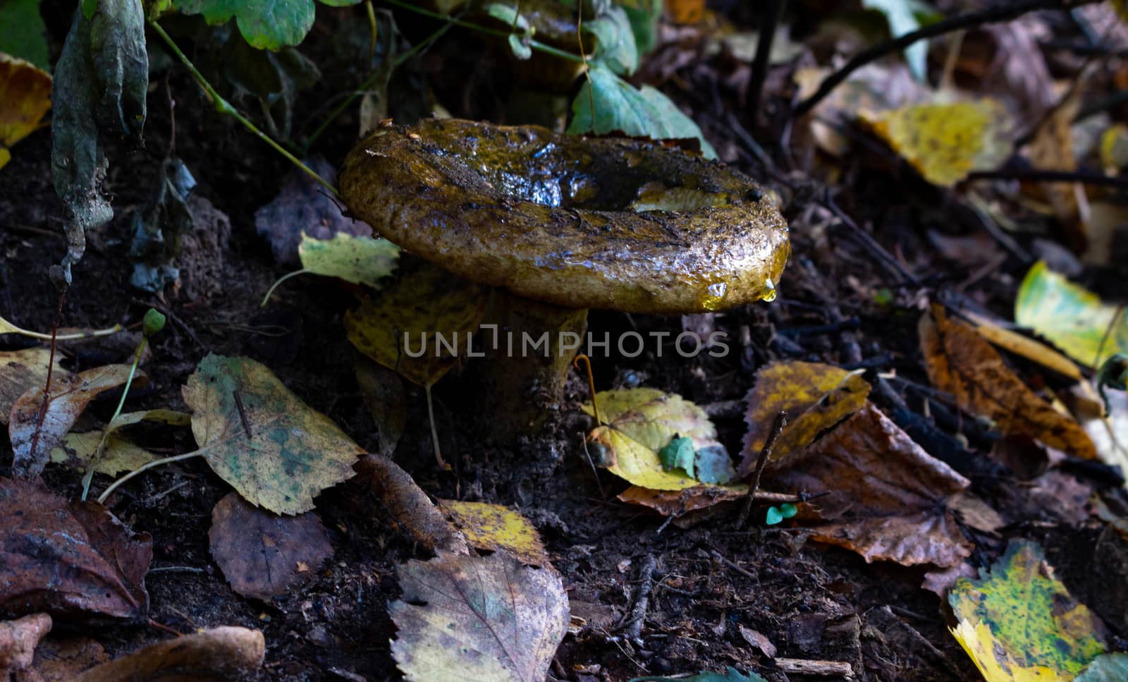 Big green mushroom in the autumn forest.