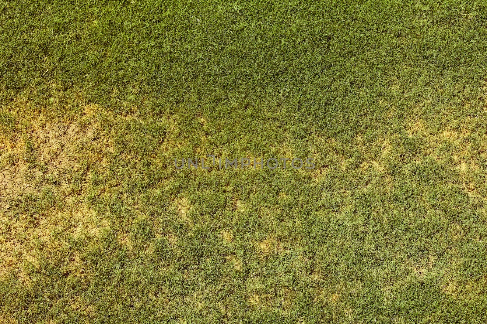 Green grass picture used as texture or background for any design by frameshade