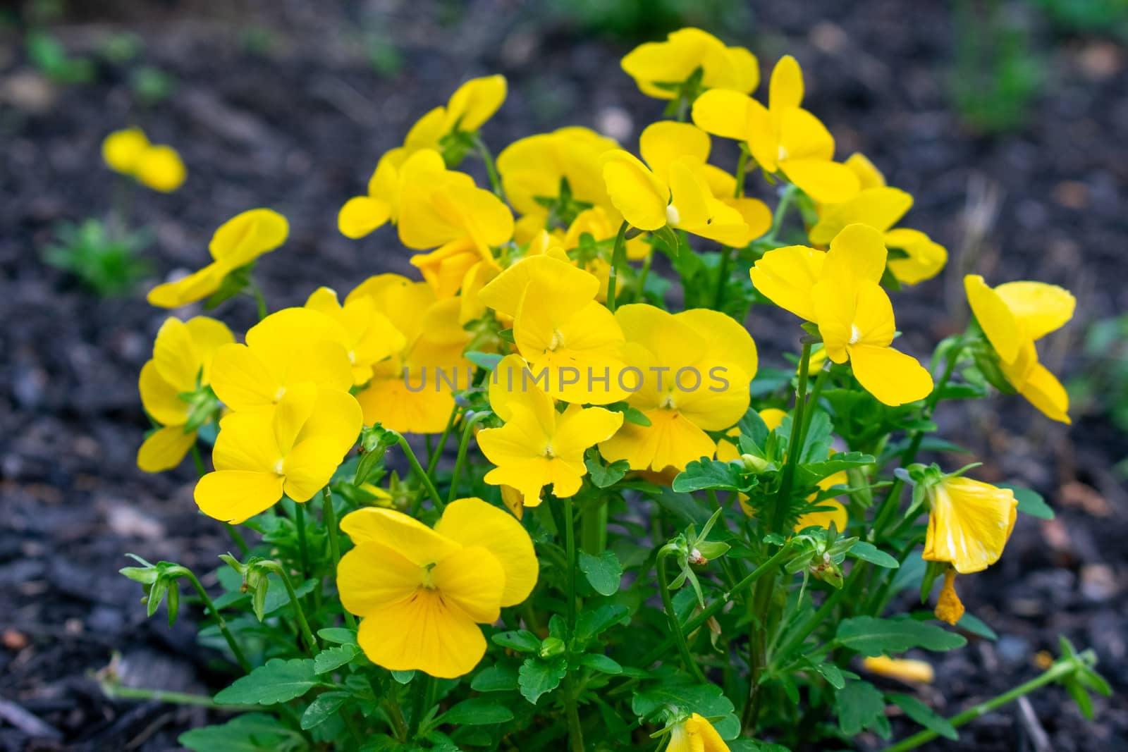 A Patch of Small and Young Yellow Flowers in Black Mulch