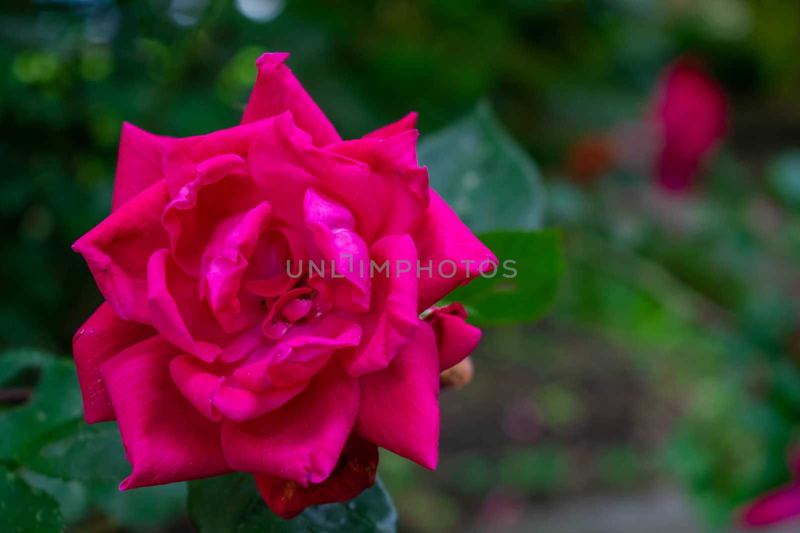 A Pink Red Rose on a Bright Green Bush