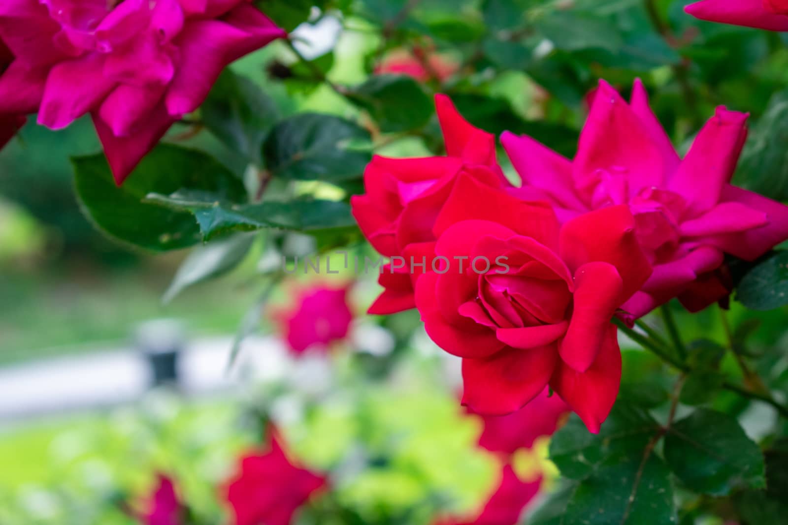 A Pink Red Rose on a Bright Green Bush