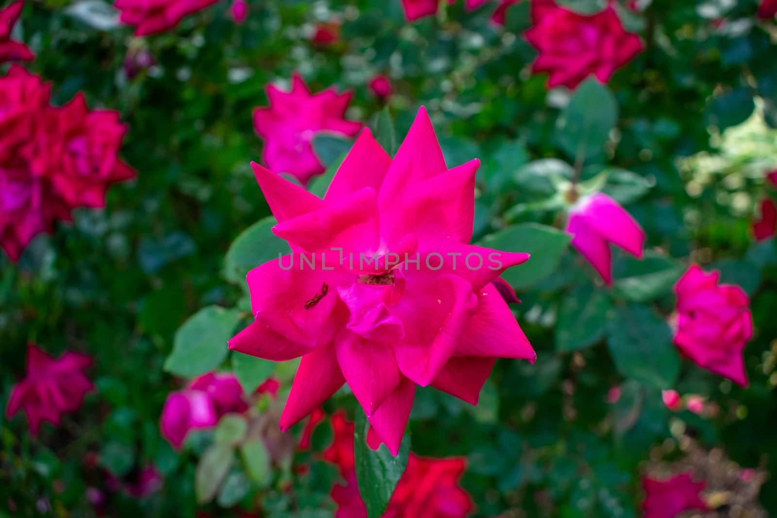 A Pink Red Rose on a Bright Green Bush