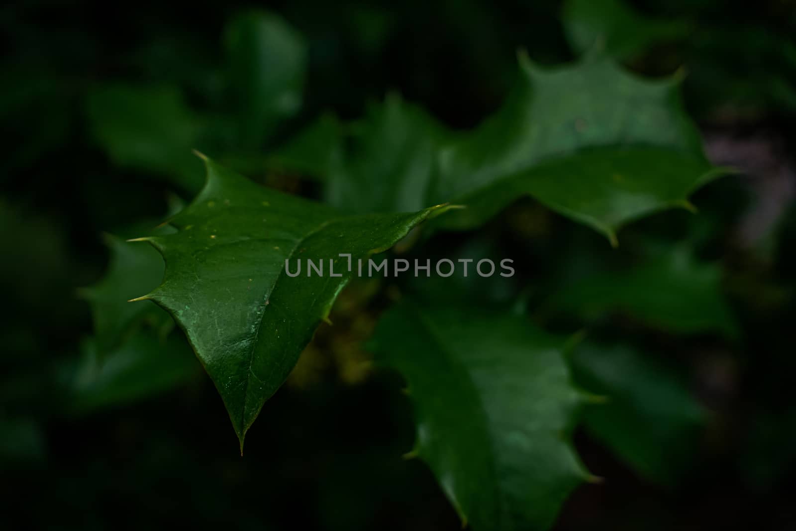 Dark Green Leaves With Sharp Thorns on a Tree