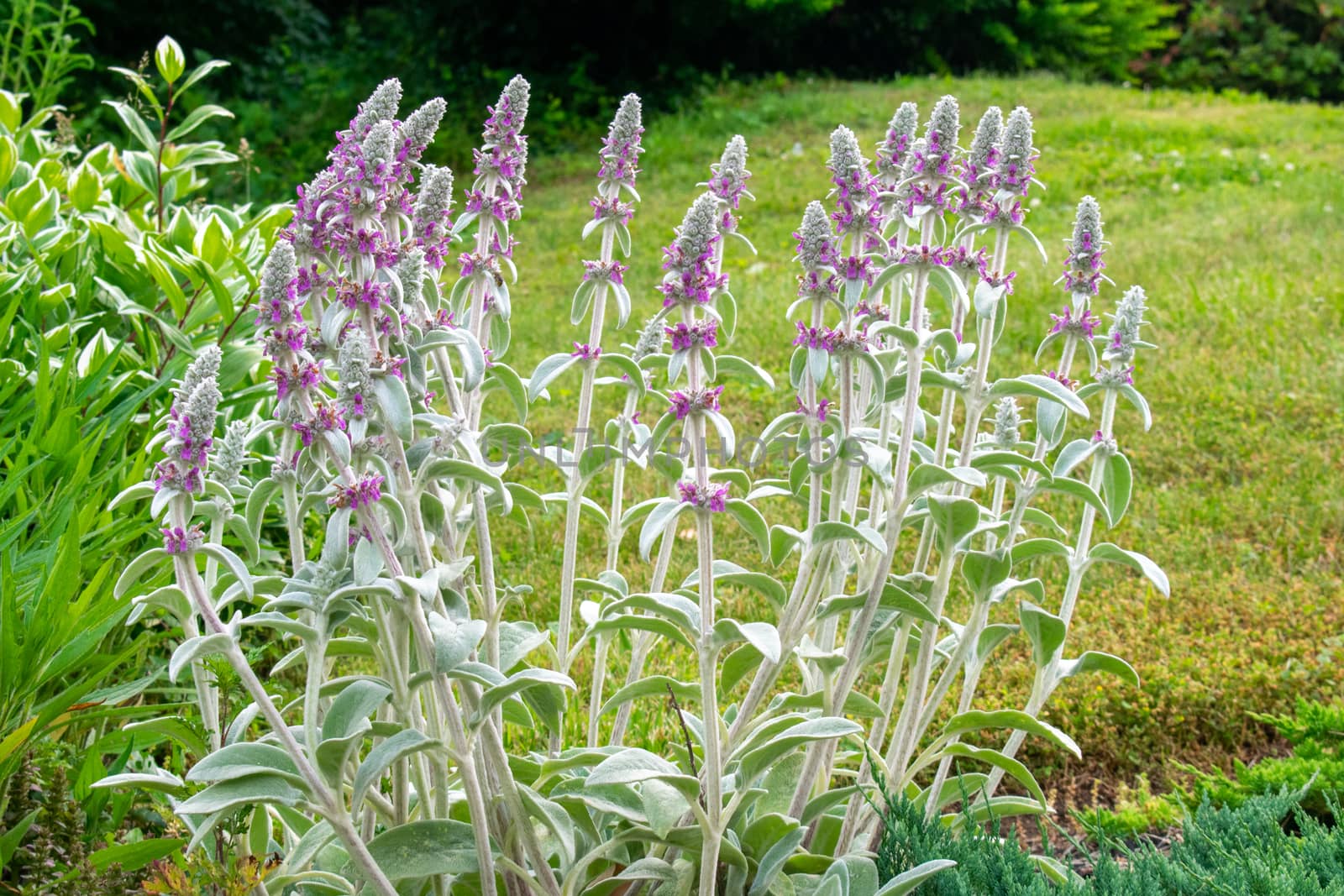 Purple and White Flowers on a Front Lawn by bju12290