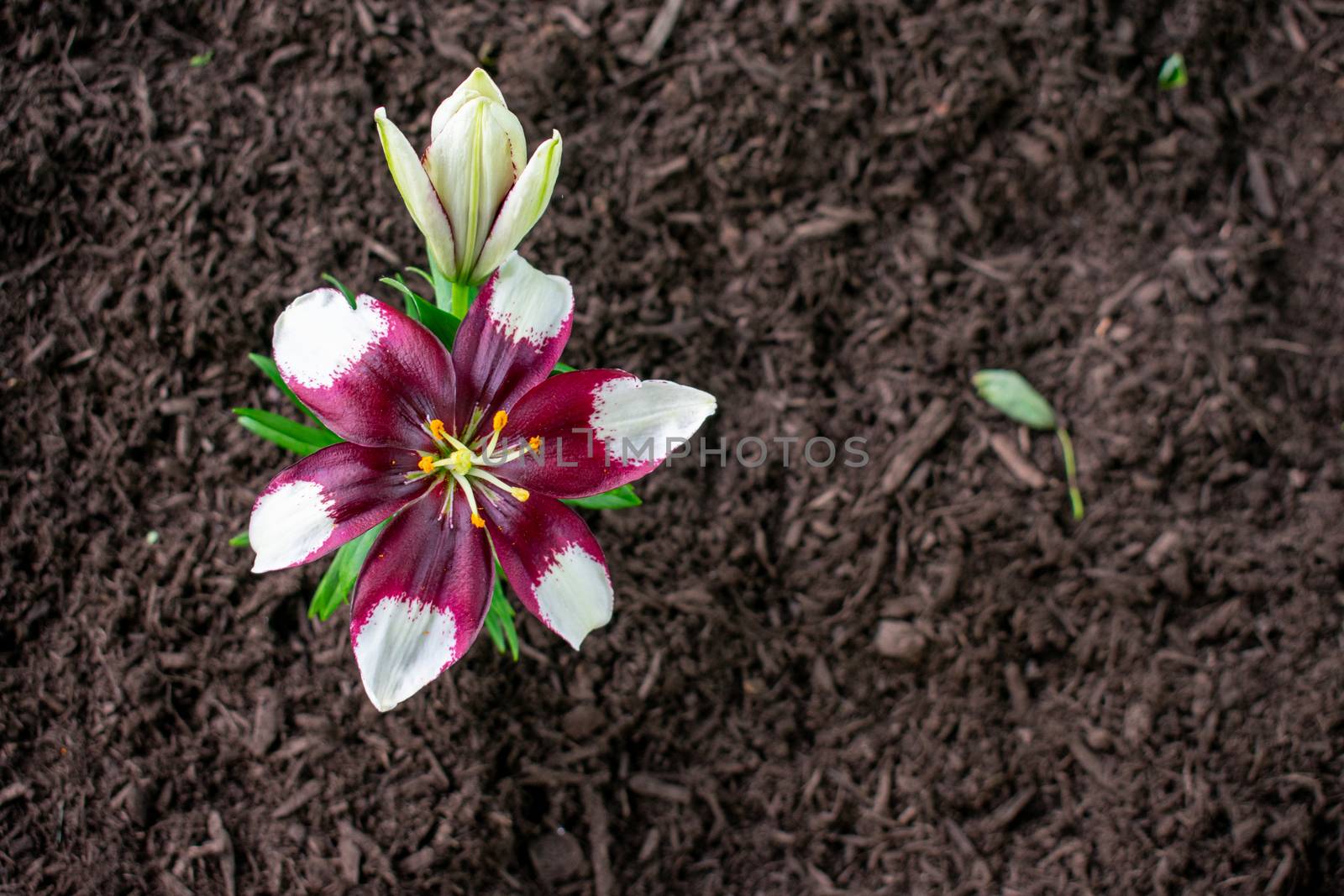 A Small Purple and White Flower Planted in Black Mulch by bju12290