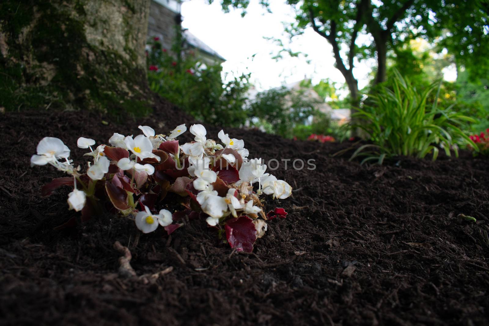 A Small Patch of White Flowers in Black Mulch by bju12290