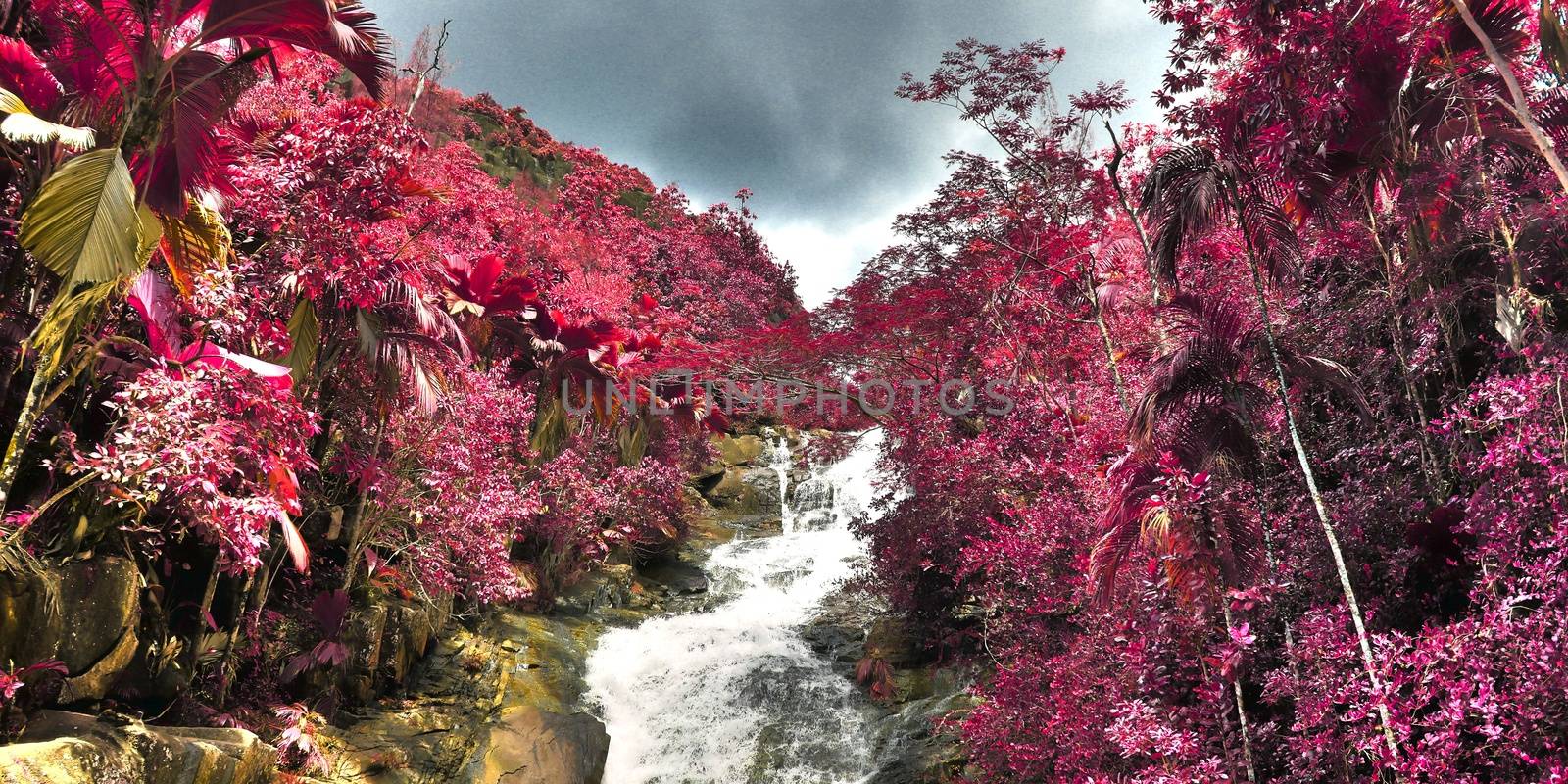 Beautiful pink and purple infrared shots of tropical palm trees  by MP_foto71