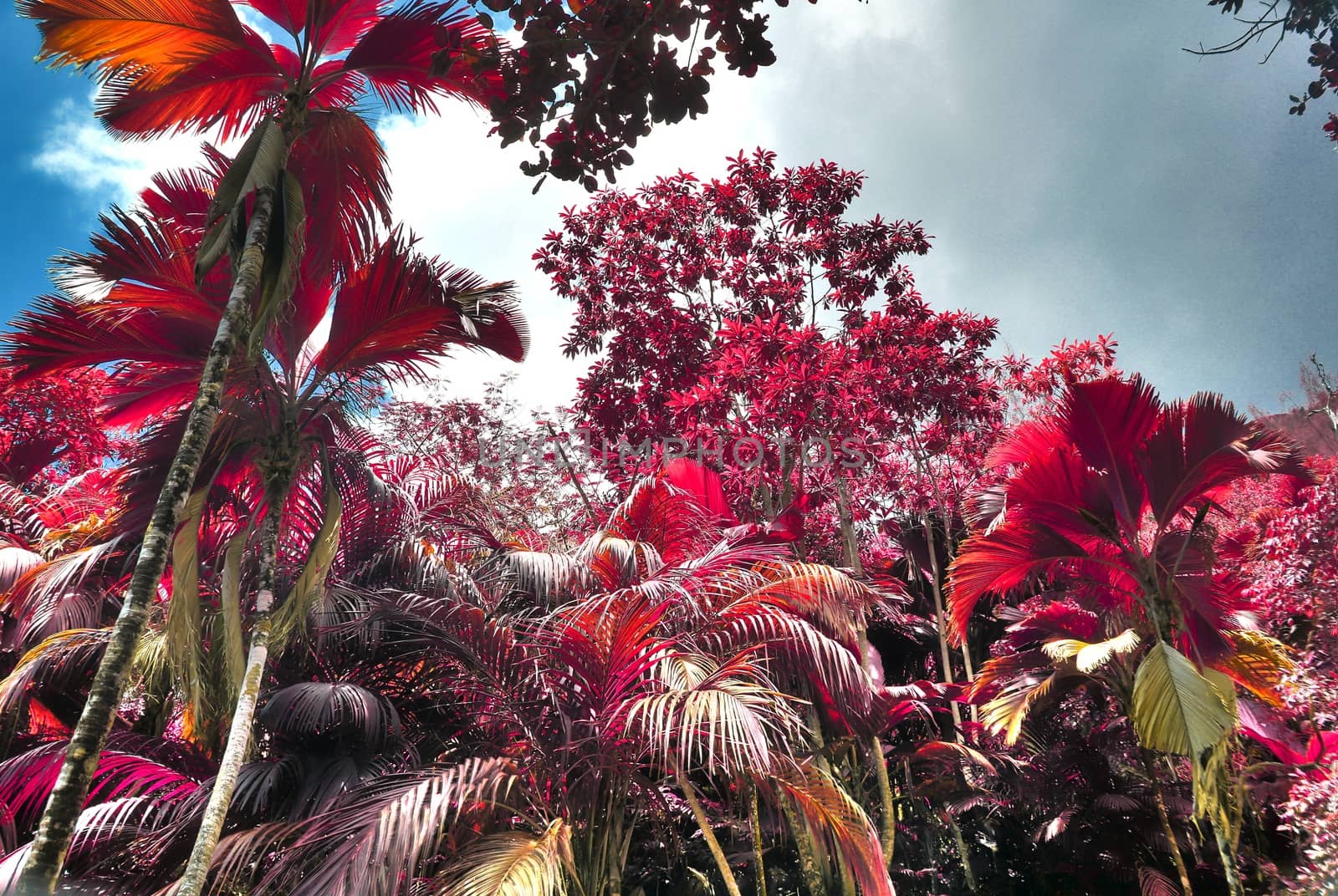 Beautiful pink and purple infrared shots of tropical palm trees  by MP_foto71