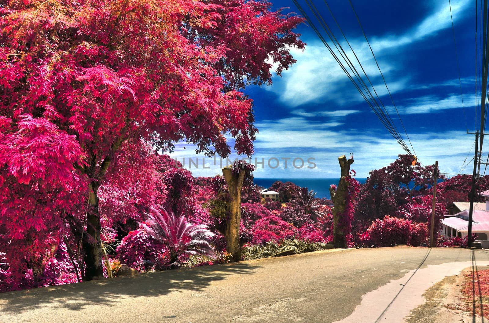 Beautiful pink and purple infrared shots of palm trees on the Seychelles