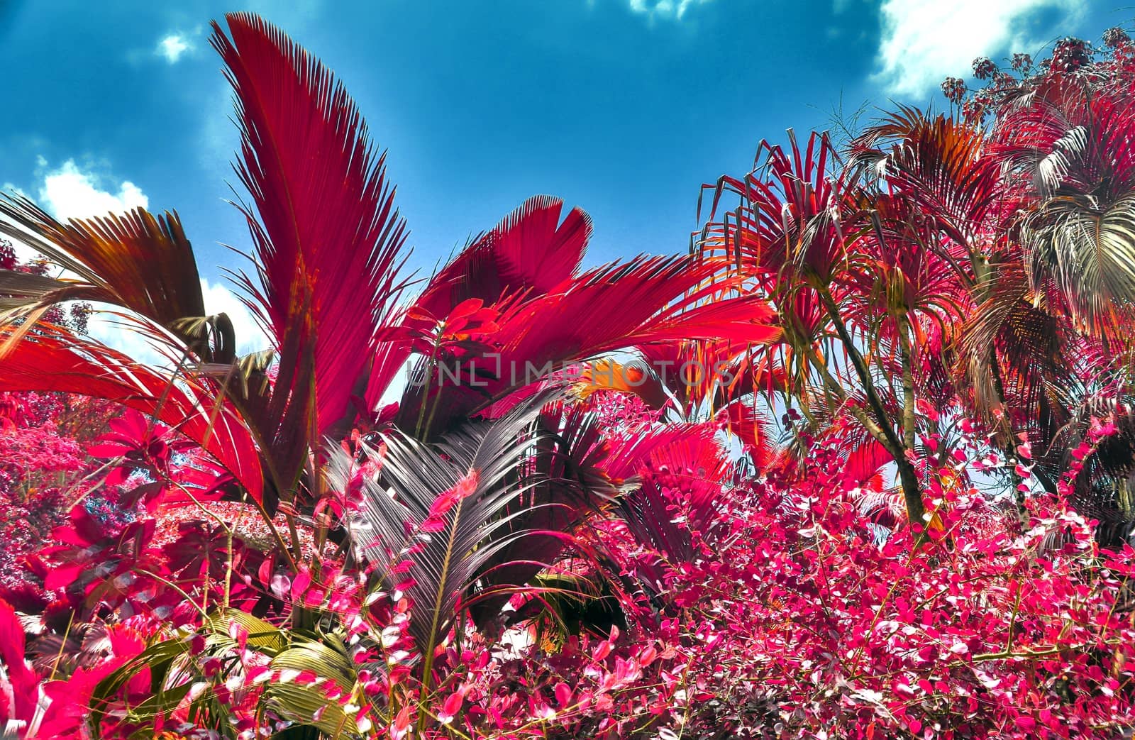 Beautiful pink and purple infrared shots of palm trees on the Seychelles