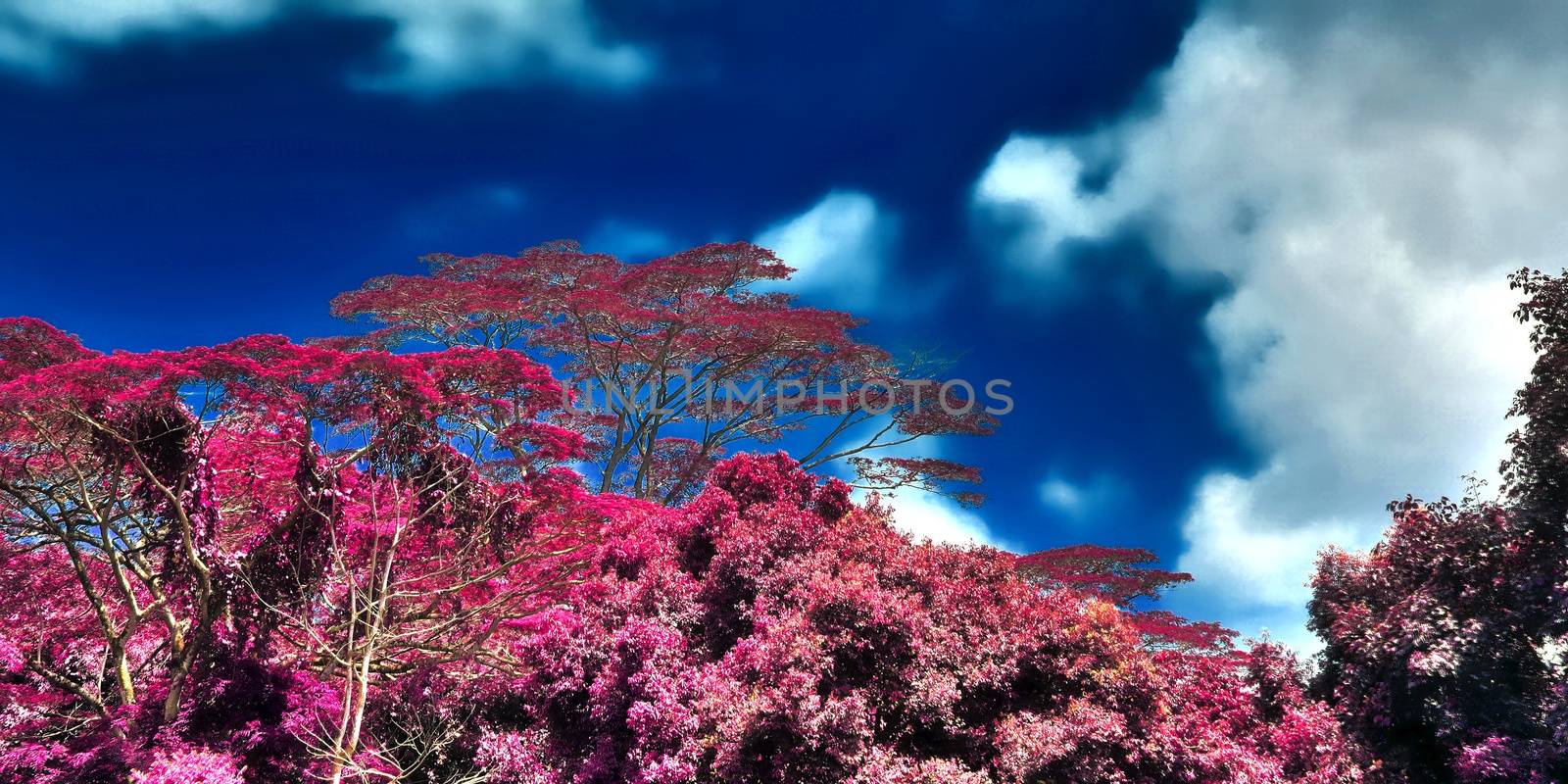Beautiful pink and purple infrared shots of tropical palm trees  by MP_foto71