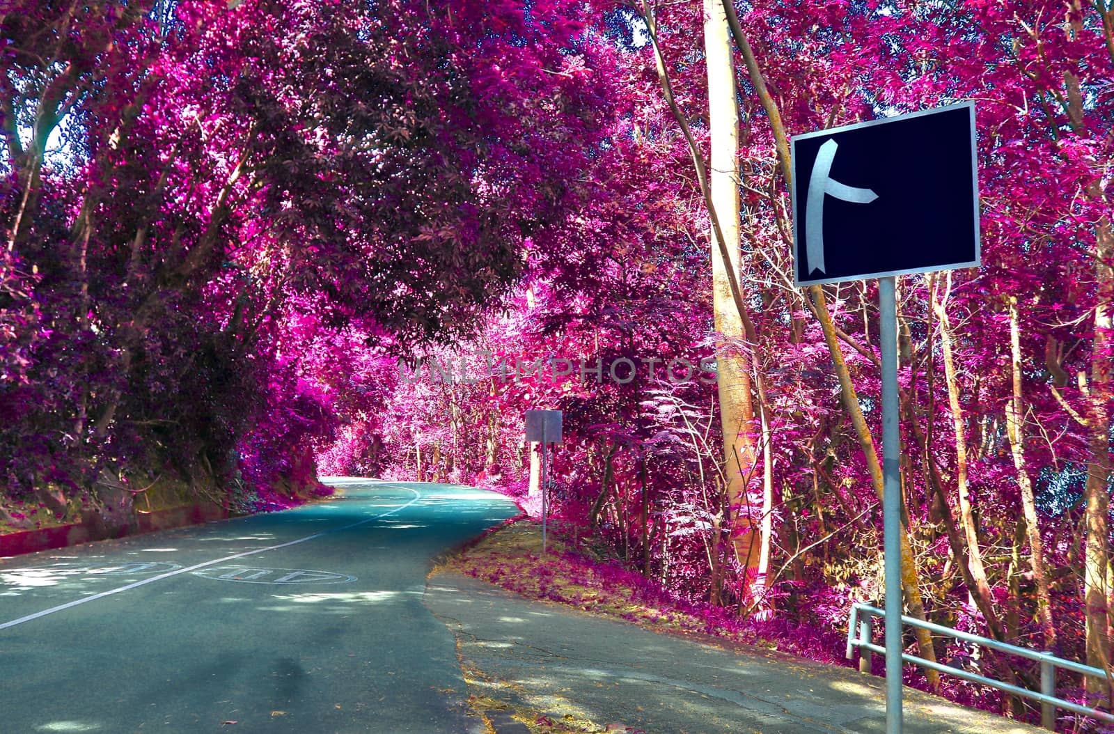 Beautiful pink and purple infrared shots of palm trees on the Seychelles