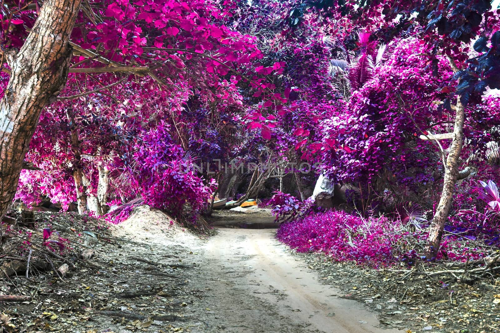 Beautiful pink and purple infrared shots of palm trees on the Seychelles