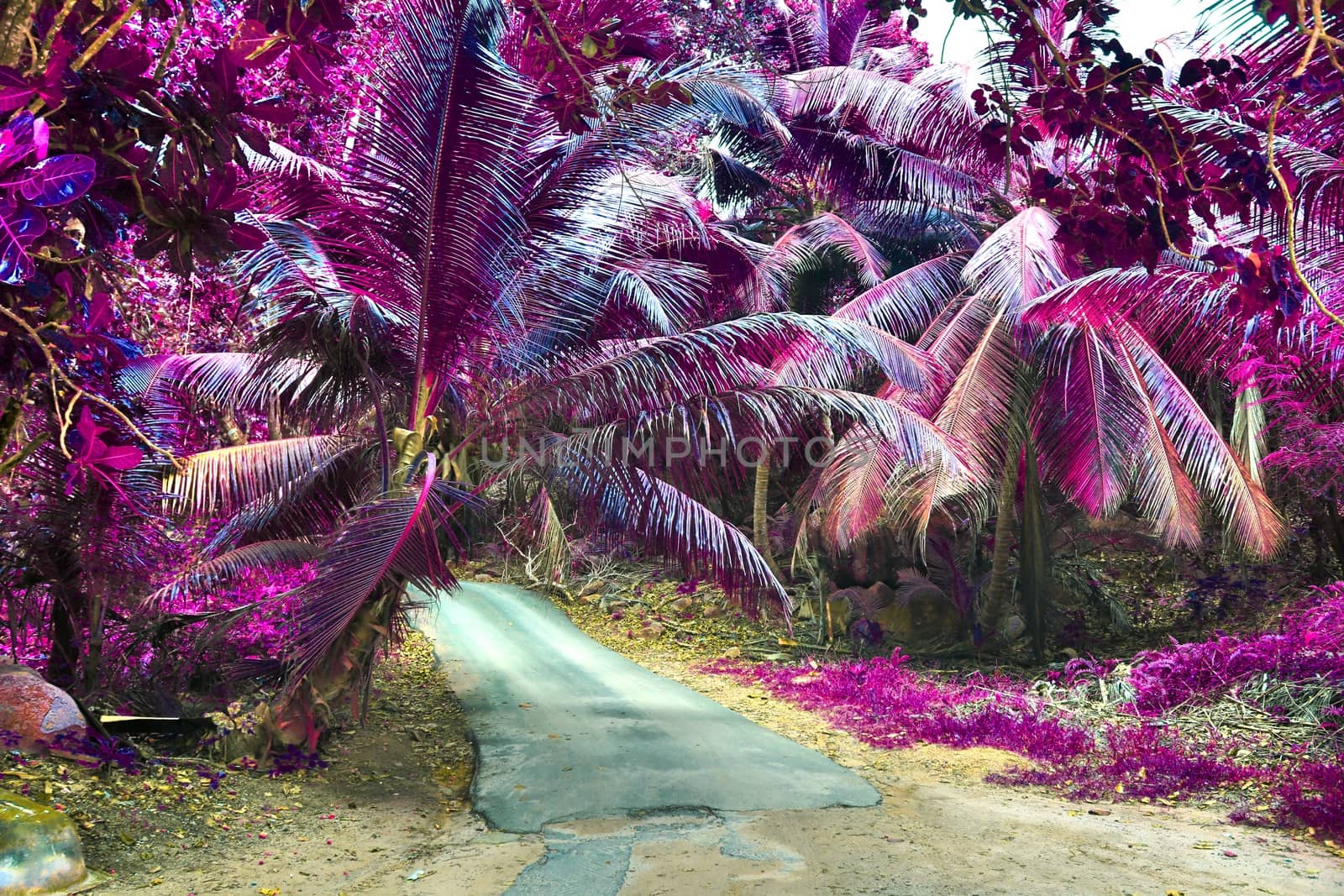 Beautiful pink and purple infrared shots of palm trees on the Seychelles