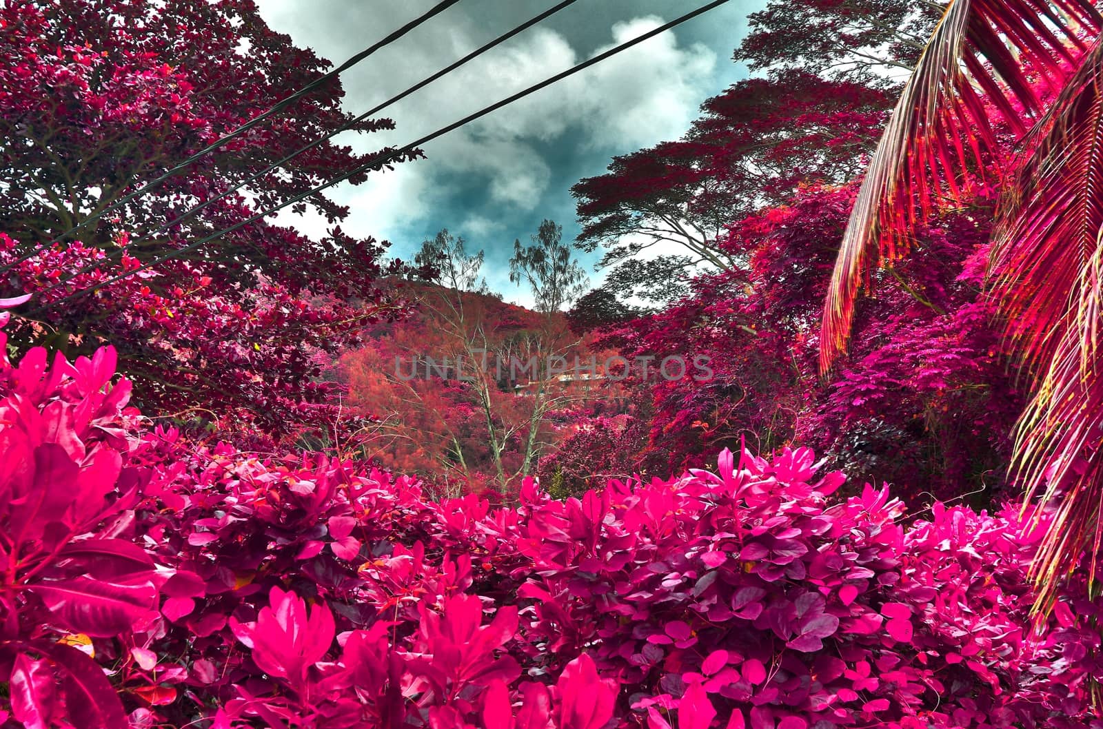 Beautiful pink and purple infrared shots of palm trees on the Seychelles