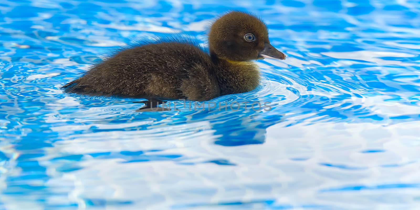 Brown small cute duckling in swimming pool. Black Duckling swimm by PhotoTime