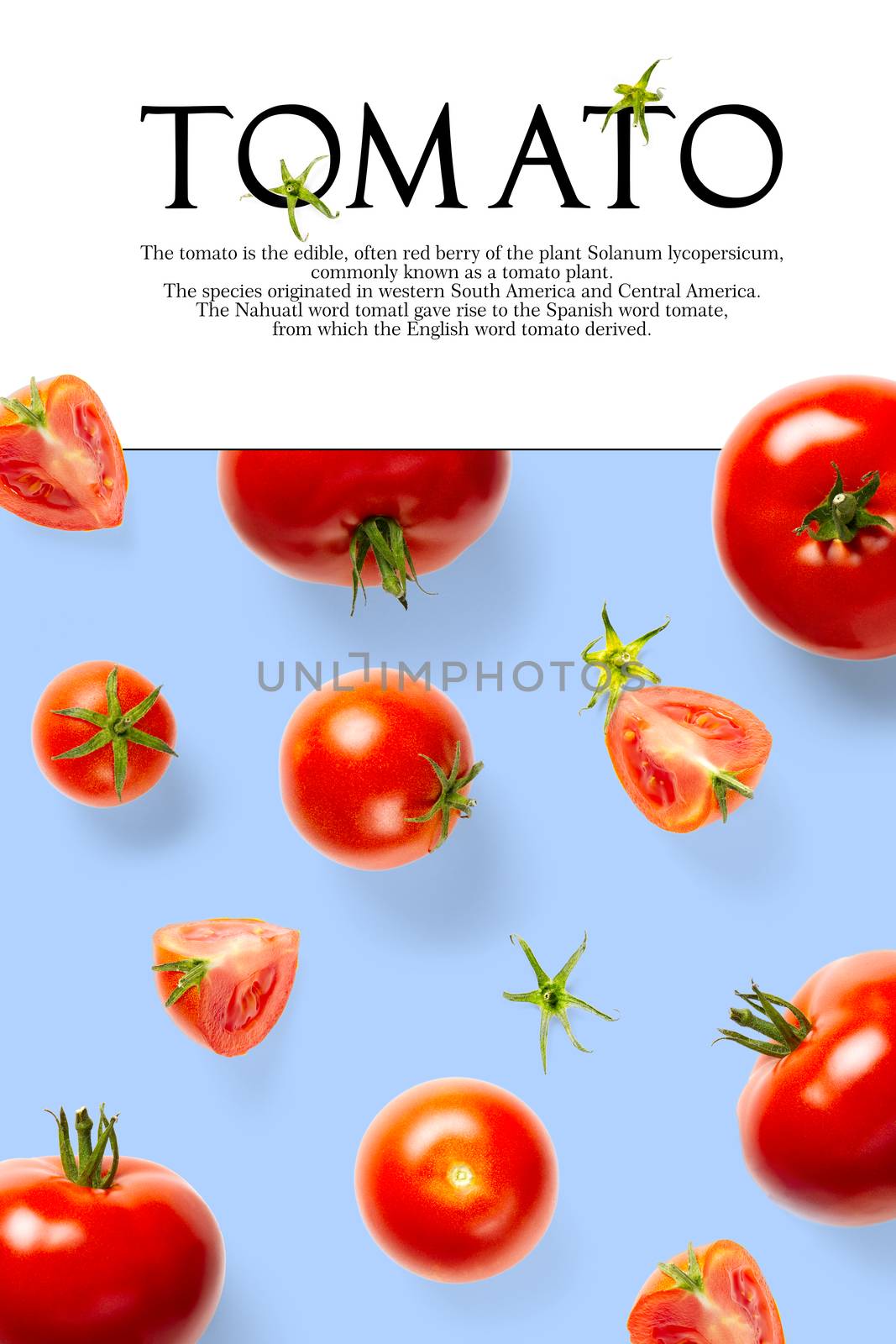 Creative layout made of tomato on the blue background. Creative flat lay set of tomatoes with simple text on white background, copy space. by PhotoTime
