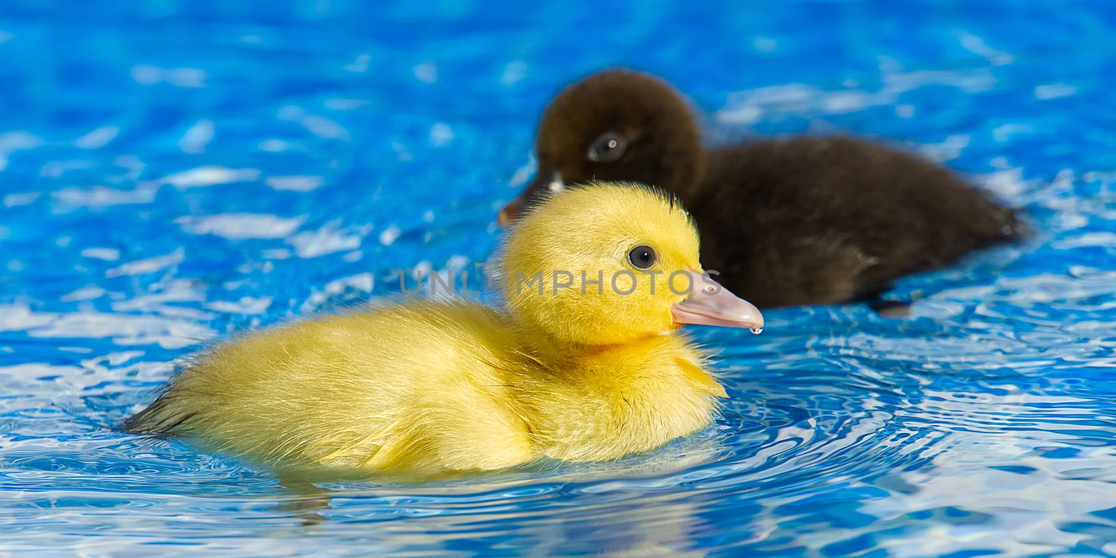 Yellow small cute duckling in swimming pool. Duckling swimming i by PhotoTime