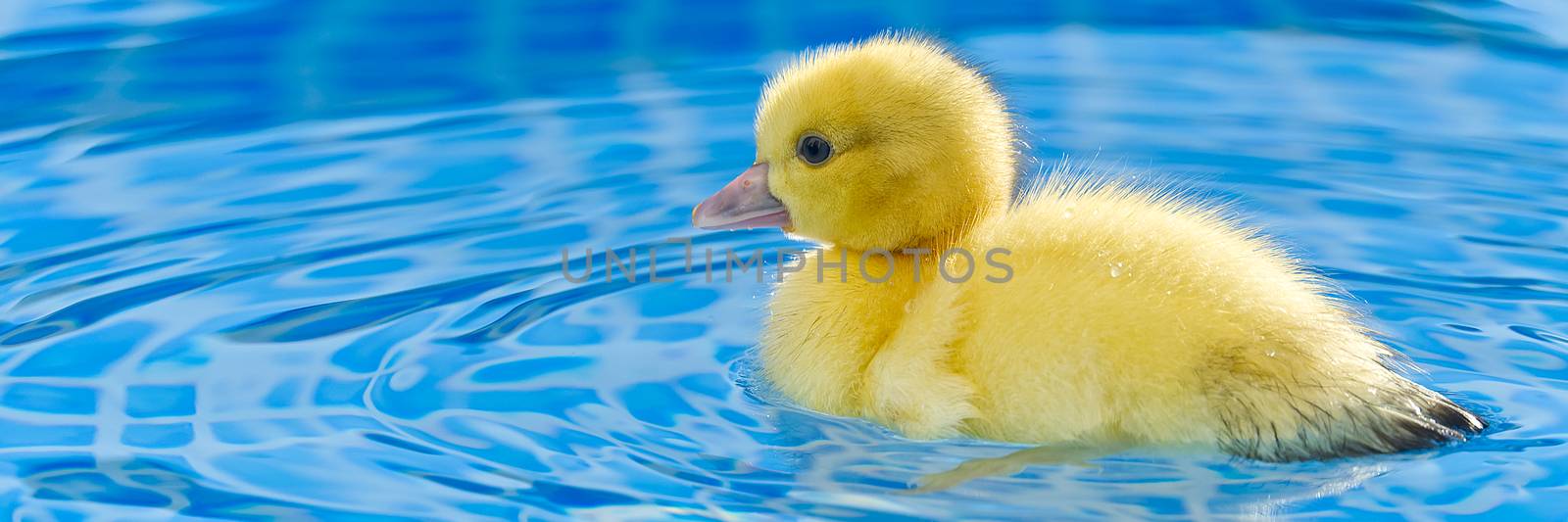 Yellow small cute duckling in swimming pool. Duckling swimming in crystal clear blue water sunny summer day