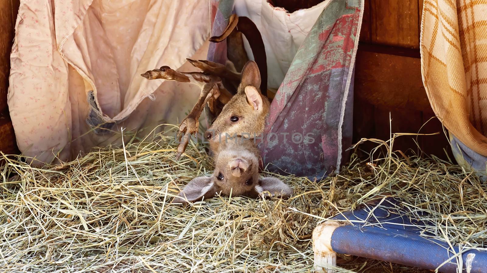 Two joey kangaroos playing in a pouch on a bed of straw