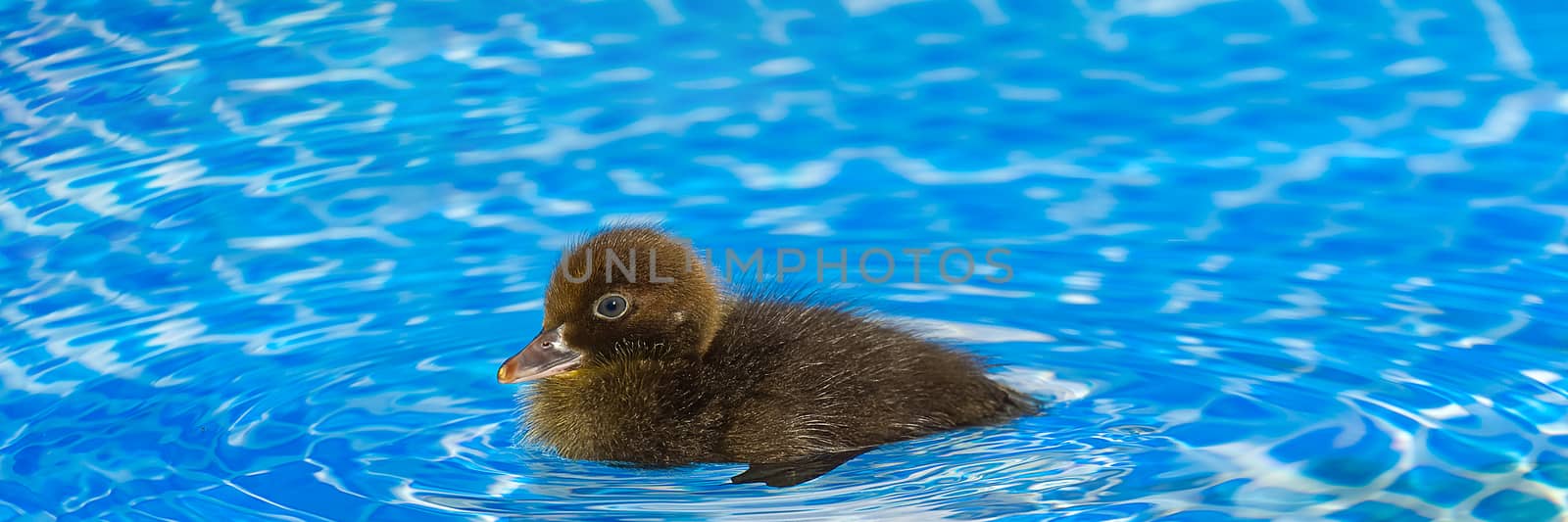 Brown small cute duckling in swimming pool. Black Duckling swimm by PhotoTime