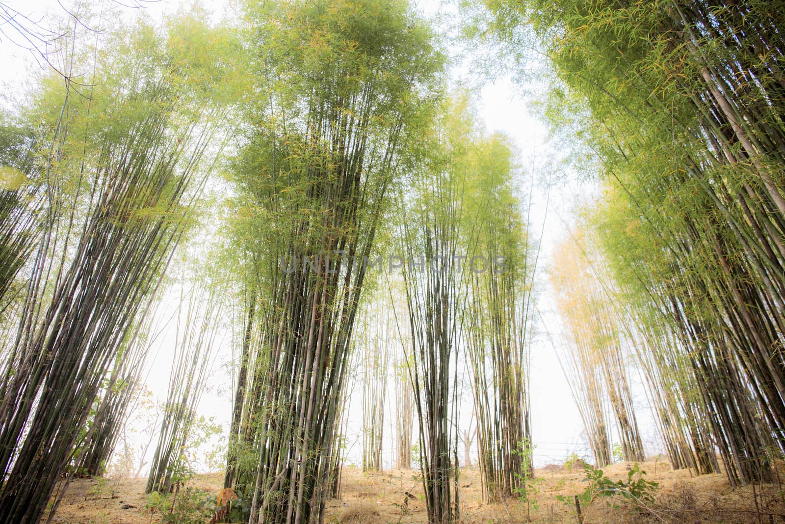Bamboo in forest at sky. by start08