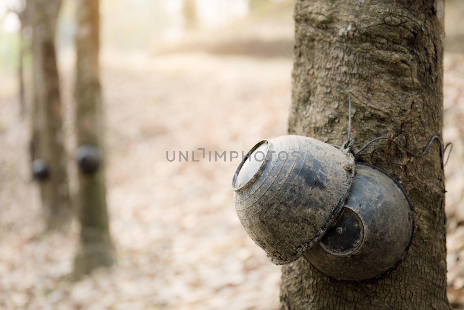 Bowl on rubber tree. by start08