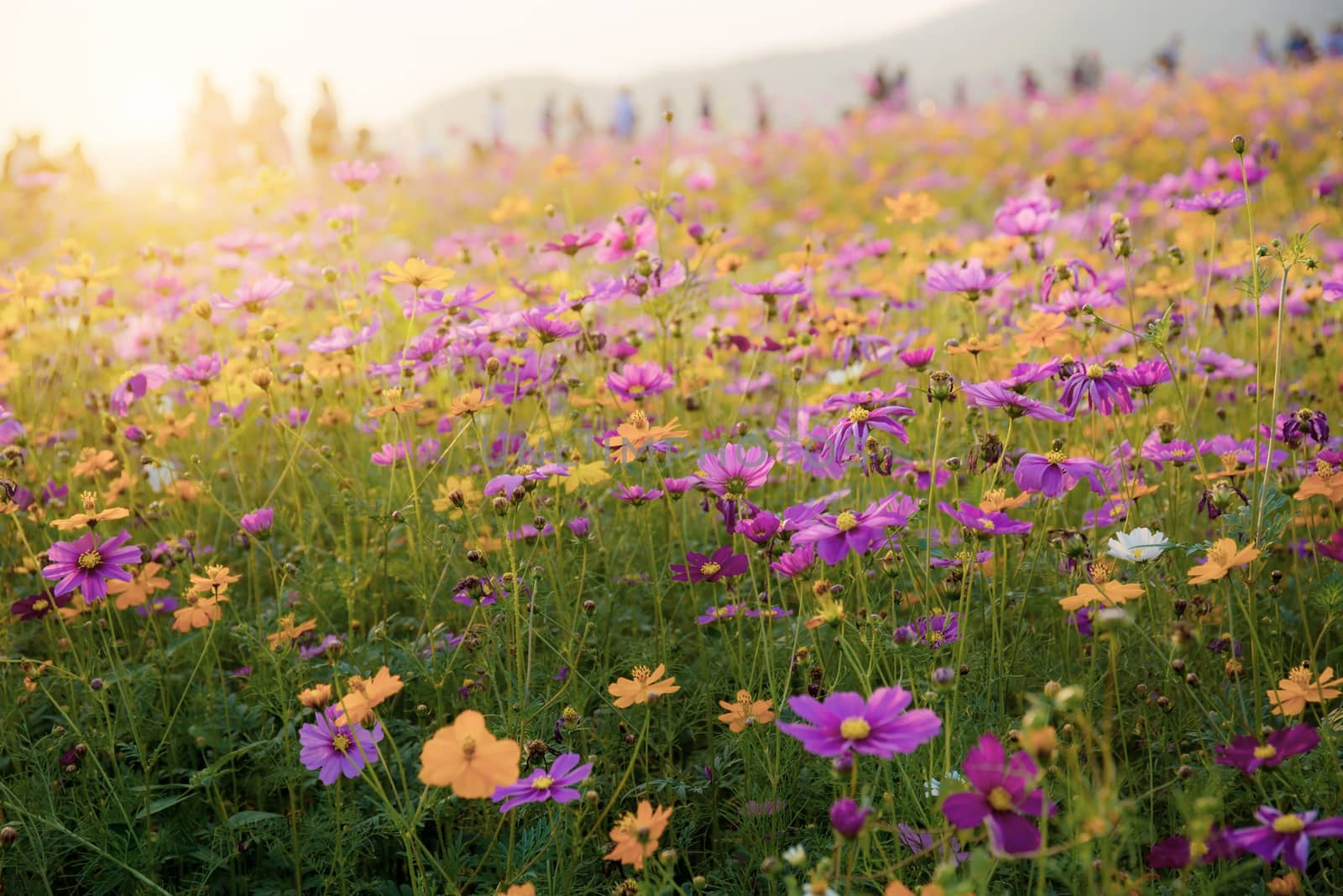 Cosmos on field with colorful at the sunlight.